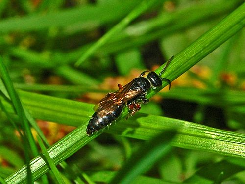 Beetle-killing wasp